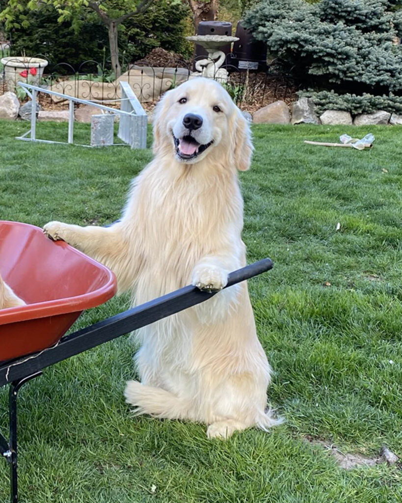 Golden with wheelbarrow